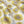 Organic Sunflower and Flora fabric by Seed Home Designs in yellow and white, flat sample of large sunflowers