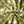 Versailles Eco velvet by Liberty James Studio in green and pink, in soft folds showing an ornate kaleidoscope design