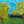 Silva grasscloth by Dami and Em Design in blue and green, flat sample of painted trees