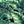 Banana Leaves Max wallpaper by Brand McKenzie in green, close view of large banana leaves