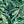 Banana Leaves Standard wallpaper by Brand McKenzie in green, detail of banana leaves