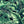 Banana Leaves Standard wallpaper by Brand McKenzie in green, close-up of banana leaves
