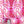 Bel Air Blossom wallpaper by Liberty James Studio in pink, sample roll showing a mirrored blossom design