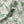 Bindweed Pink Trumpet velvet by Annika Reed in green and pink, draped, showing trailing bindweed flowers