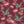 Blossom Rouge wallpaper by Tatie Lou in red, full repeat of blossoms and birds