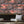 Club Safari wallpaper by Brand McKenzie in orange and pink, a lush safari scene behind a sofa in a living room