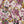 Creeping Trellis Metallic Grasscloth grasscloth by Parker and Jules in pink and yellow, full repeat of flowers on a trellis