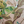 Aviary Isle wallpaper by Deus ex Gardenia in pink, close-up of birds among island flowers
