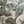 Aviary Isle wallpaper by Deus ex Gardenia in grey, close-up of birds among island flowers