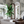 Aviary Isle wallpaper by Deus ex Gardenia in grey, birds among island flowers on a living room wall