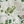 Little Eden wallpaper by Deus ex Gardenia in cream and green, pattern sample of lush leaves and fruit (alternate view)