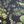 Little Eden wallpaper by Deus ex Gardenia in black, close-up of lush leaves and fruit