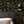 Little Eden wallpaper by Deus ex Gardenia in black, lush leaves and fruit in a bedroom (alternate view)