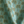 Little Palma linen by Deus ex Gardenia in sage green, draped, showing rows of palm trees