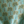 Little Palma linen by Deus ex Gardenia in sage green, in soft folds showing rows of palm trees