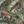 Passiflora linen by Deus ex Gardenia in sage green, draped, showing parrots and passion flowers