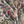 Passiflora velvet by Deus ex Gardenia in cream, draped close-up of parrots and passion flowers