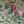 Passiflora velvet by Deus ex Gardenia in sage green, in soft folds showing parrots and passion flowers