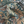 Resplendent Woods linen by Deus ex Gardenia in dark green, draped, showing peacocks and pheasants in trees