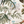 Resplendent Woods velvet by Deus ex Gardenia in cream, in soft folds showing peacocks and pheasants in trees