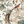 Resplendent Woods velvet by Deus ex Gardenia in cream, draped close-up of peacocks and pheasants in trees