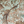 Resplendent Woods velvet by Deus ex Gardenia in teal, draped close-up of peacocks and pheasants in trees