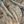 Resplendent Woods velvet by Deus ex Gardenia in sage green, draped, showing peacocks and pheasants in trees