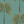 Palma wallpaper by Deus ex Gardenia in teal, flat sample of tall palm trees