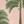 Palma wallpaper by Deus ex Gardenia in pink and green, flat sample of tall palm trees