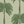 Palma wallpaper by Deus ex Gardenia in beige and green, flat sample of tall palm trees