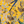Resplendent Woods in India wallpaper by Deus ex Gardenia in yellow, pattern sample of parrots in tropical branches