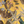 Resplendent Woods in India superwide wallpaper by Deus ex Gardenia in yellow, flat sample of parrots in tropical branches
