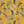 Resplendent Woods in India wallpaper by Deus ex Gardenia in yellow, full repeat of parrots in tropical branches