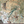 Resplendent Woods wallpaper by Deus ex Gardenia in sage green, pattern sample of peacocks and pheasants in trees