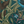 Resplendent Woods superwide wallpaper by Deus ex Gardenia in dark green, close-up of peacocks and pheasants in trees