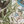 Resplendent Woods superwide wallpaper by Deus ex Gardenia in cream and green, close-up of peacocks and pheasants in trees