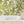 Disco Lemons wallpaper by Brand McKenzie in yellow and green, lemon branches with disco balls behind bar stools
