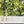 Disco Lemons wallpaper by Brand McKenzie in green and yellow, lemon branches with disco balls above kitchen cabinets