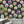 Fine China wallpaper by Brand McKenzie in charcoal, decorative china plates in a dining area