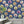 Fine China wallpaper by Brand McKenzie in blue, decorative china plates in a dining room