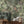 Gentlemen Birds wallpaper by Brand McKenzie in green, birds hidden among leaves in a dining area