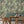 Gentlemen Birds wallpaper by Brand McKenzie in green, close view of birds hidden among leaves