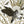 Horned Owl wallpaper by Tamlyn in white, flat sample of horned owls in flight