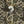 Horned Owl wallpaper by Tamlyn in black, pattern sample of horned owls in flight