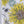 Organic Sunflower and Flora fabric by Seed Home Designs in yellow and white, full repeat of large sunflowers