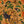Raven wallpaper by Tamlyn in orange, full repeat of ravens among autumn leaves