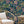 Jewel a Flutter wallpaper by Brand McKenzie in navy and pink, birds and blossoms in a living room