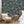 Jewel a Flutter wallpaper by Brand McKenzie in indigo blue and red, birds and blossoms on a living room wall