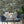 Jungle Life wallpaper by Brand McKenzie in dark green, jungle animals in dense foliage in a dining area