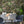 Jungle Life wallpaper by Brand McKenzie in green, jungle animals in dense foliage in a dining room